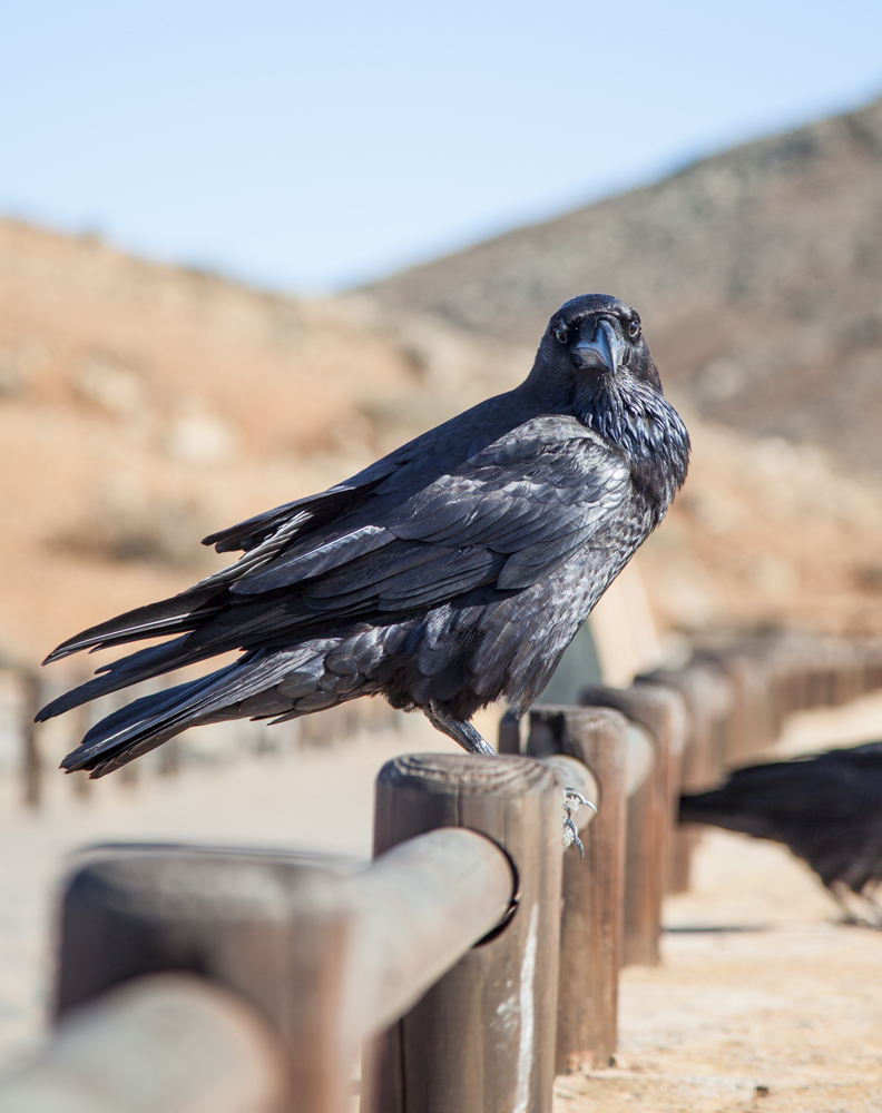 Fuerteventura Canary Islands 